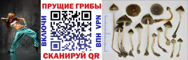 Галлюциногенные грибы Magic Shrooms где найти Изобильный